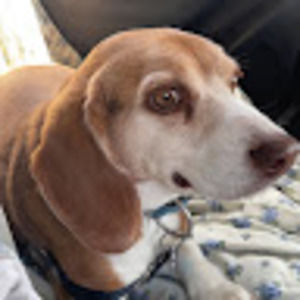 Meet your Posher, Reed